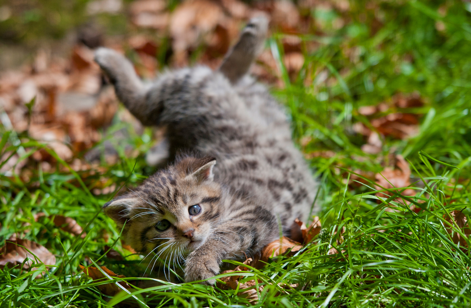 Breakdancing Kitten