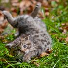 Breakdancing Kitten