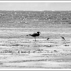 Breakfast at Diani Beach