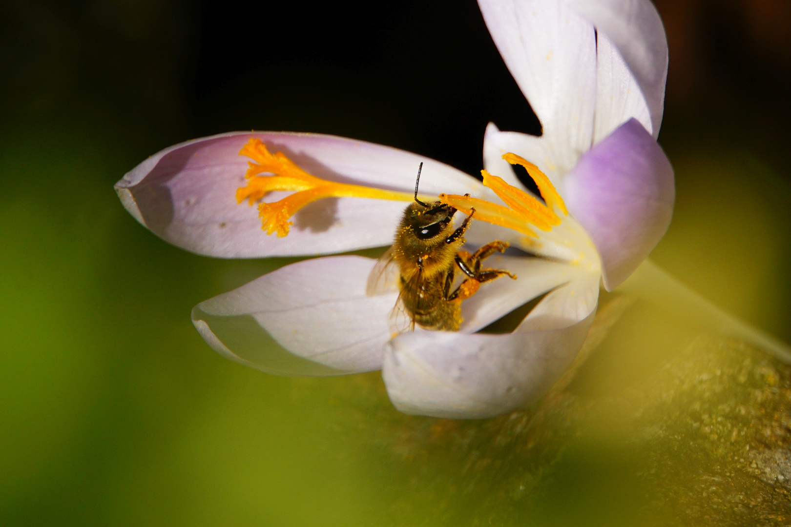 Breakfast/ Bienen-Frühstück