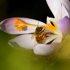 Breakfast/ Bienen-Frühstück