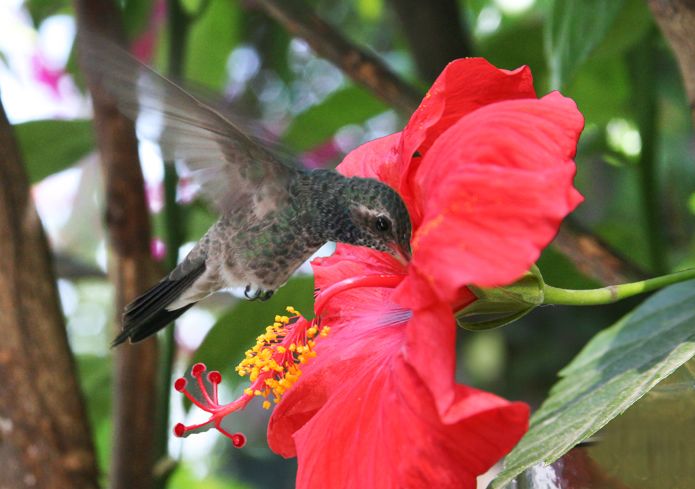 Breakfast for a hummingbird