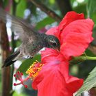 Breakfast for a hummingbird