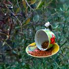 breakfast for sparrows
