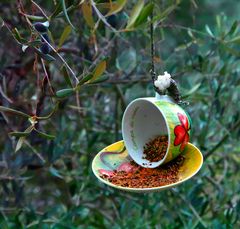 breakfast for sparrows