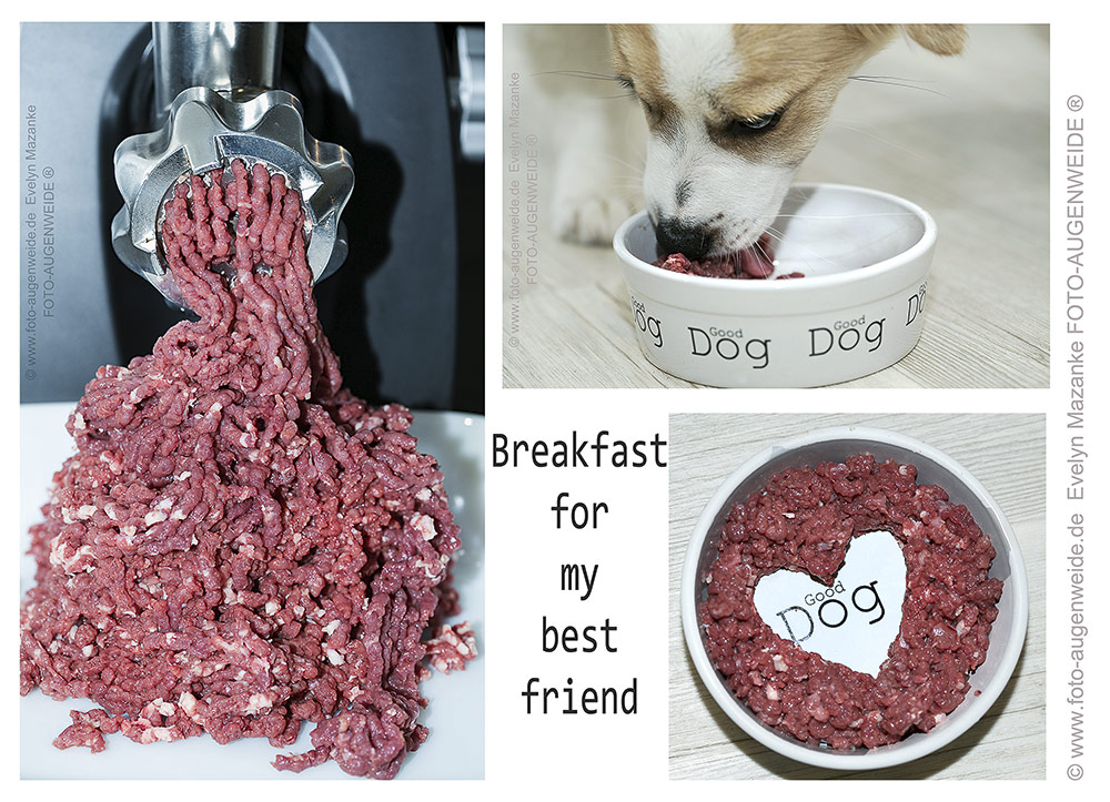 Breakfast - Hundefutter mit Liebe gemacht