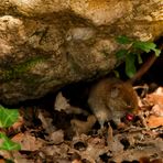 Breakfast in the wood