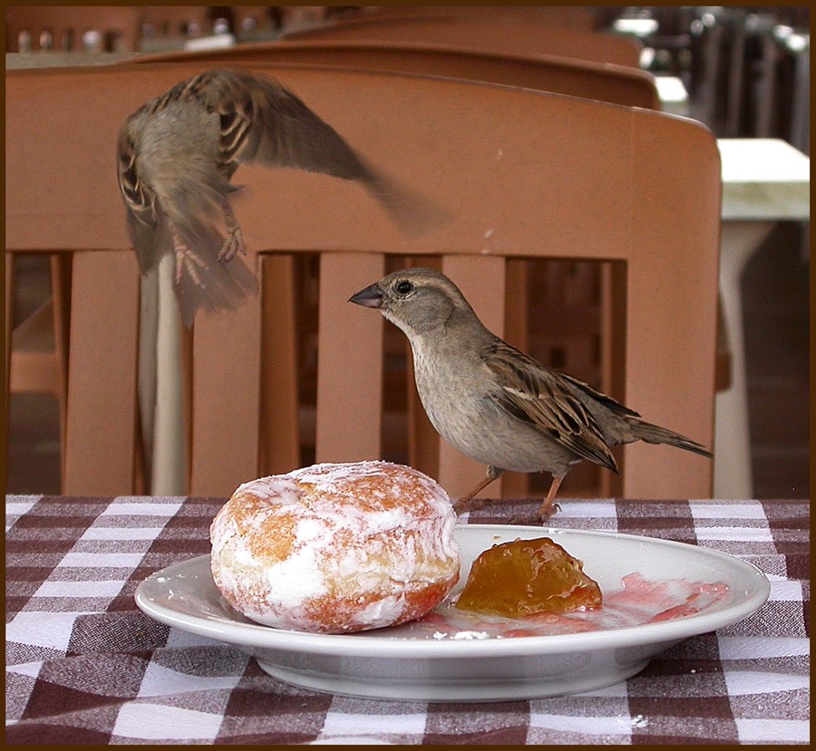 breakfast on the fly