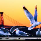 Breakfast Under Brooklyn Bridge