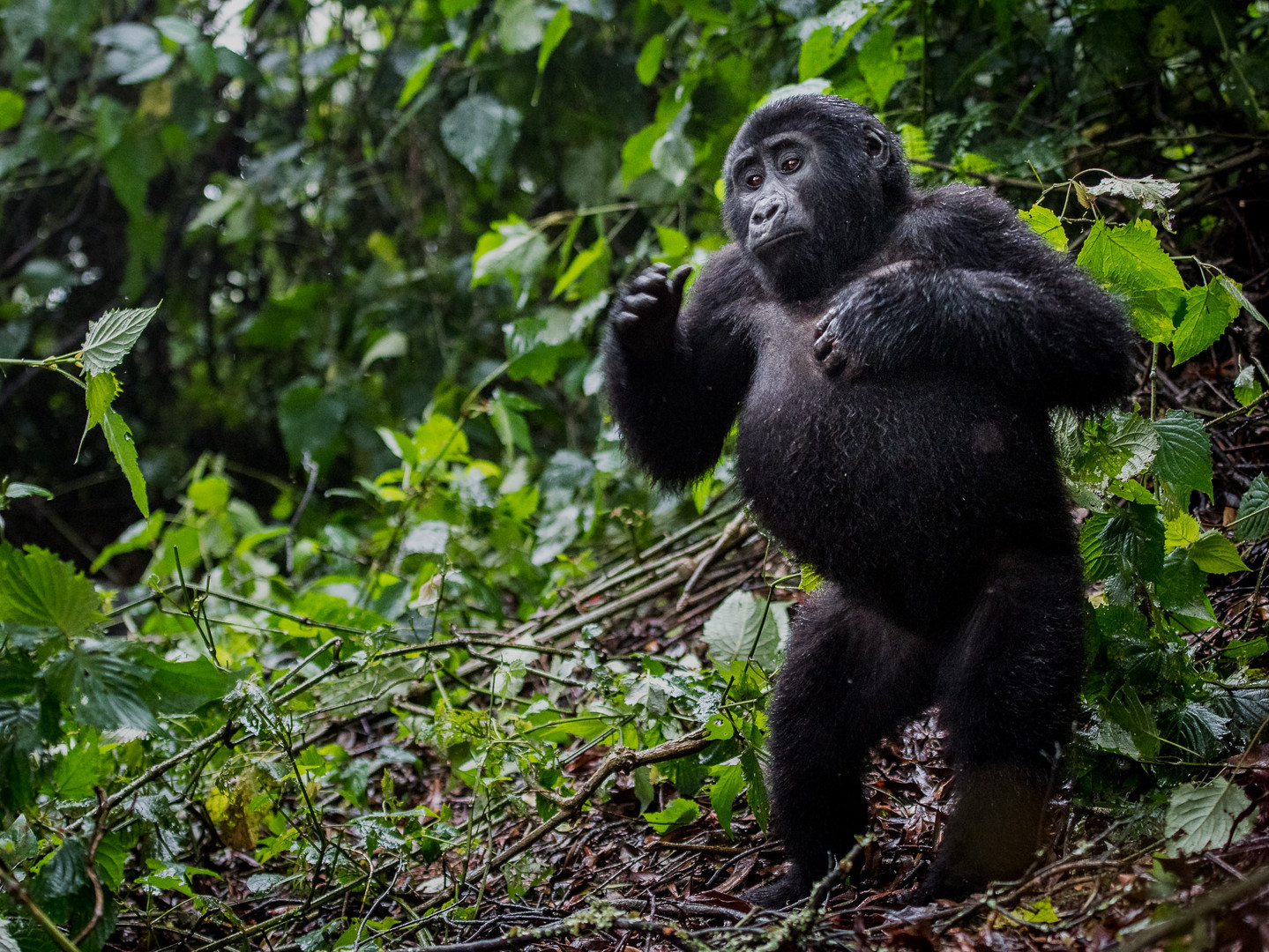 breast drumming of a young gorilla in Bwindi Impenetrable National Park, Uganda