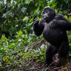 breast drumming of a young gorilla in Bwindi Impenetrable National Park, Uganda