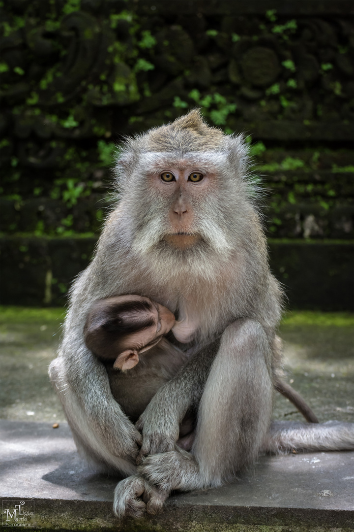 breastfeeding mother