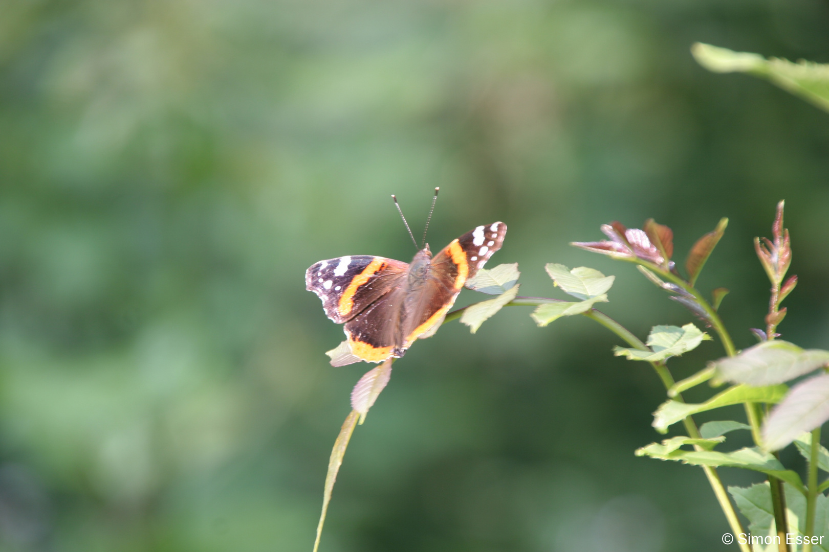 Breberener Schmetterling