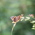 Breberener Schmetterling