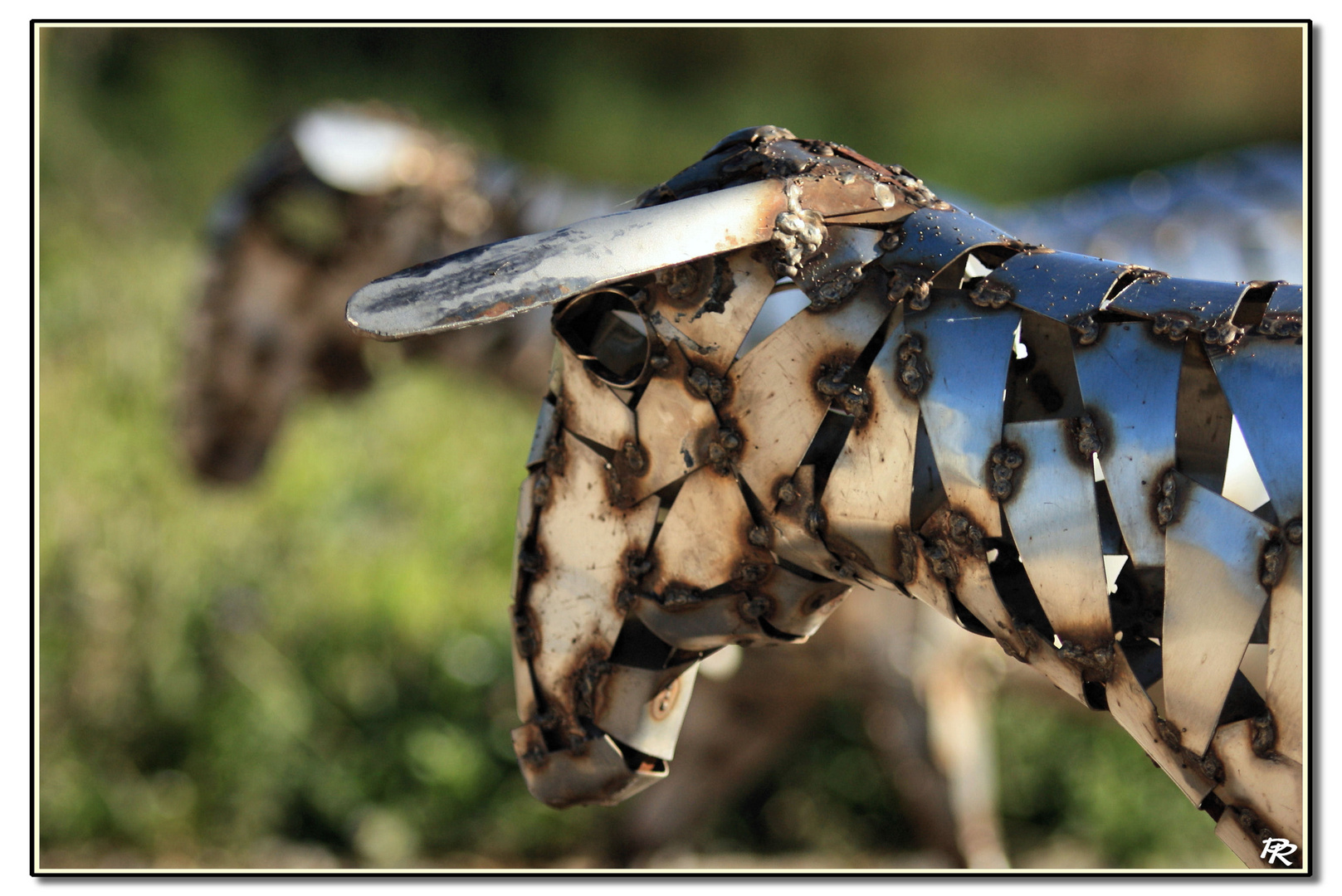 Brebis de Roquefort by A. Debru