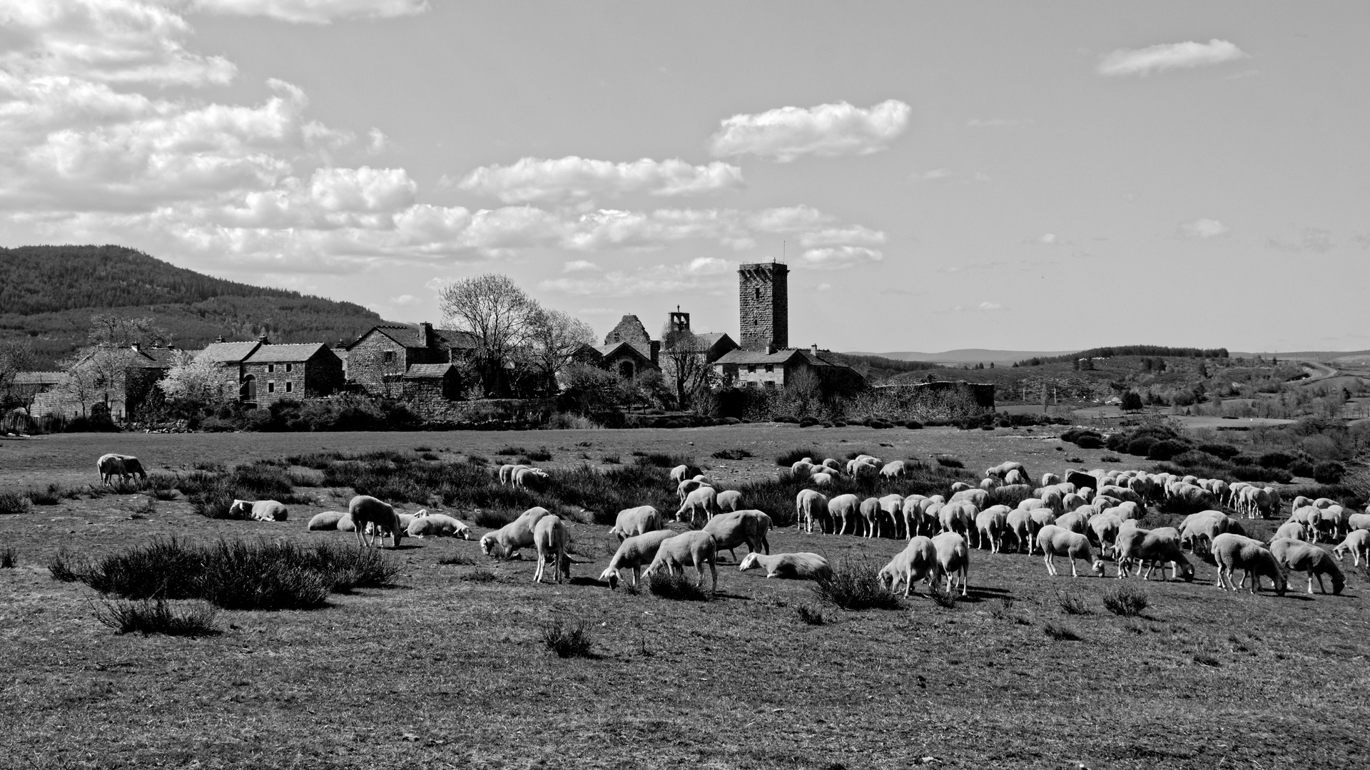 Brebis en cevennes