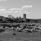 Brebis en cevennes