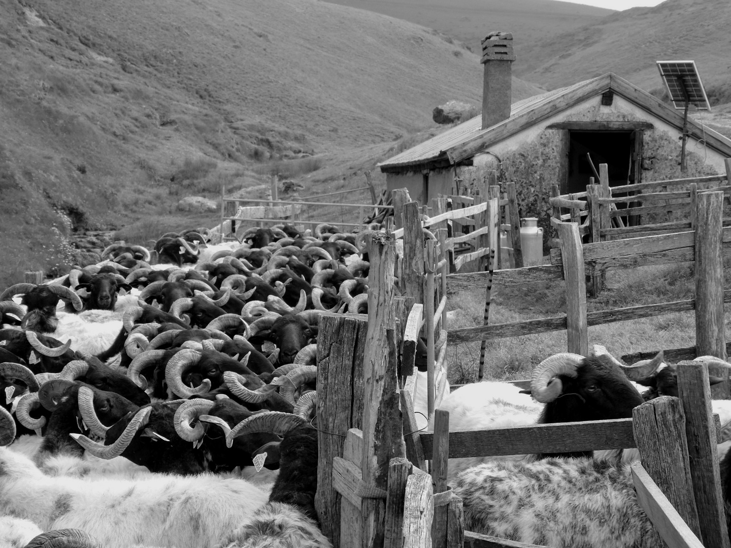 Brebis et cabane