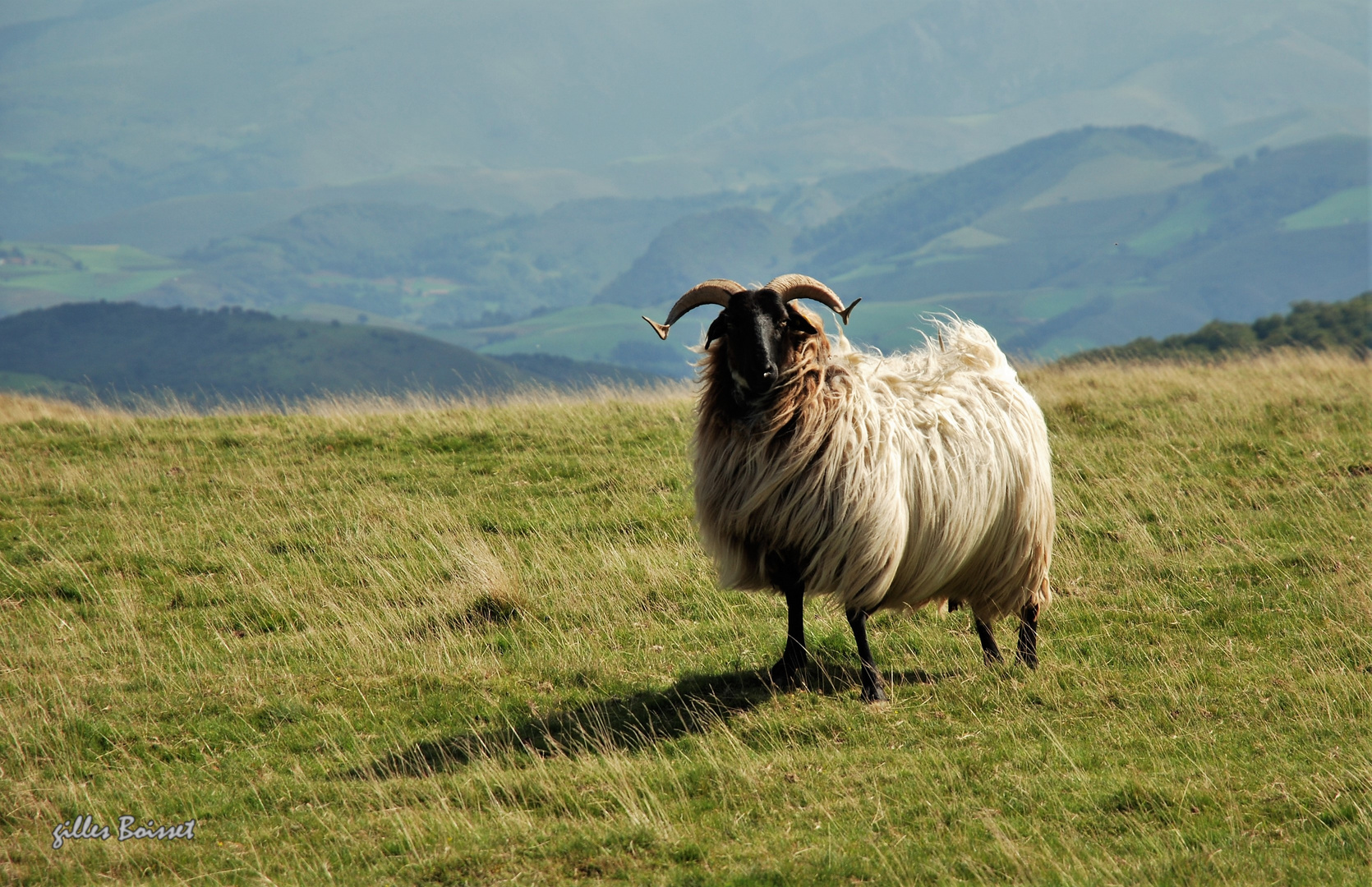  Brebis Manech du Pays Basque