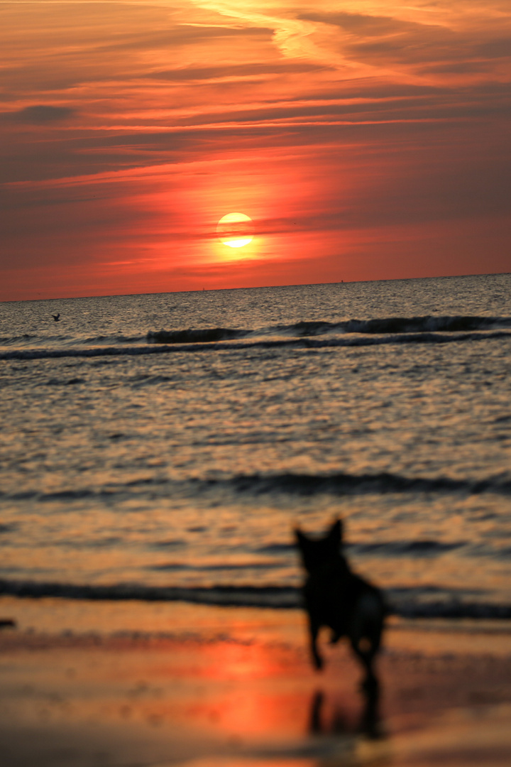 Bredene, sunset & dog