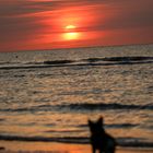 Bredene, sunset & dog
