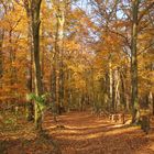 Bredower Forst im Herbst