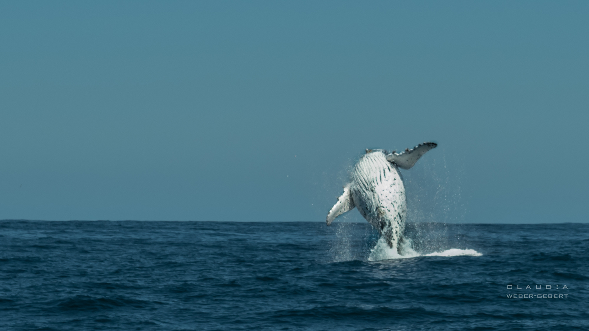 breeching humpback.... 