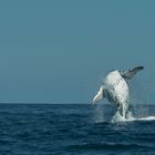 breeching humpback.... 