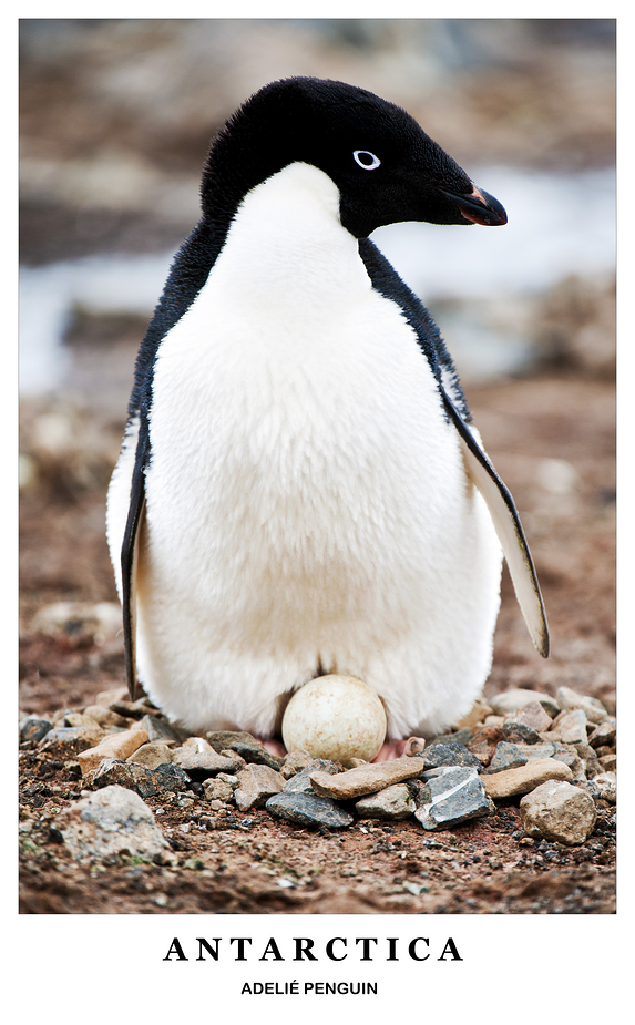 [ Breeding Adelié Penguin ]