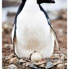 [ Breeding Adelié Penguin ]