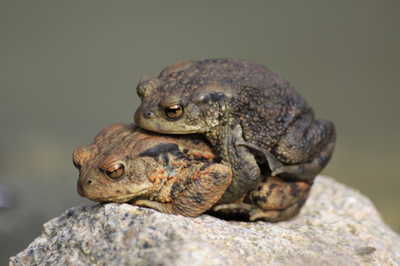 breeding von Edda Heidepriem