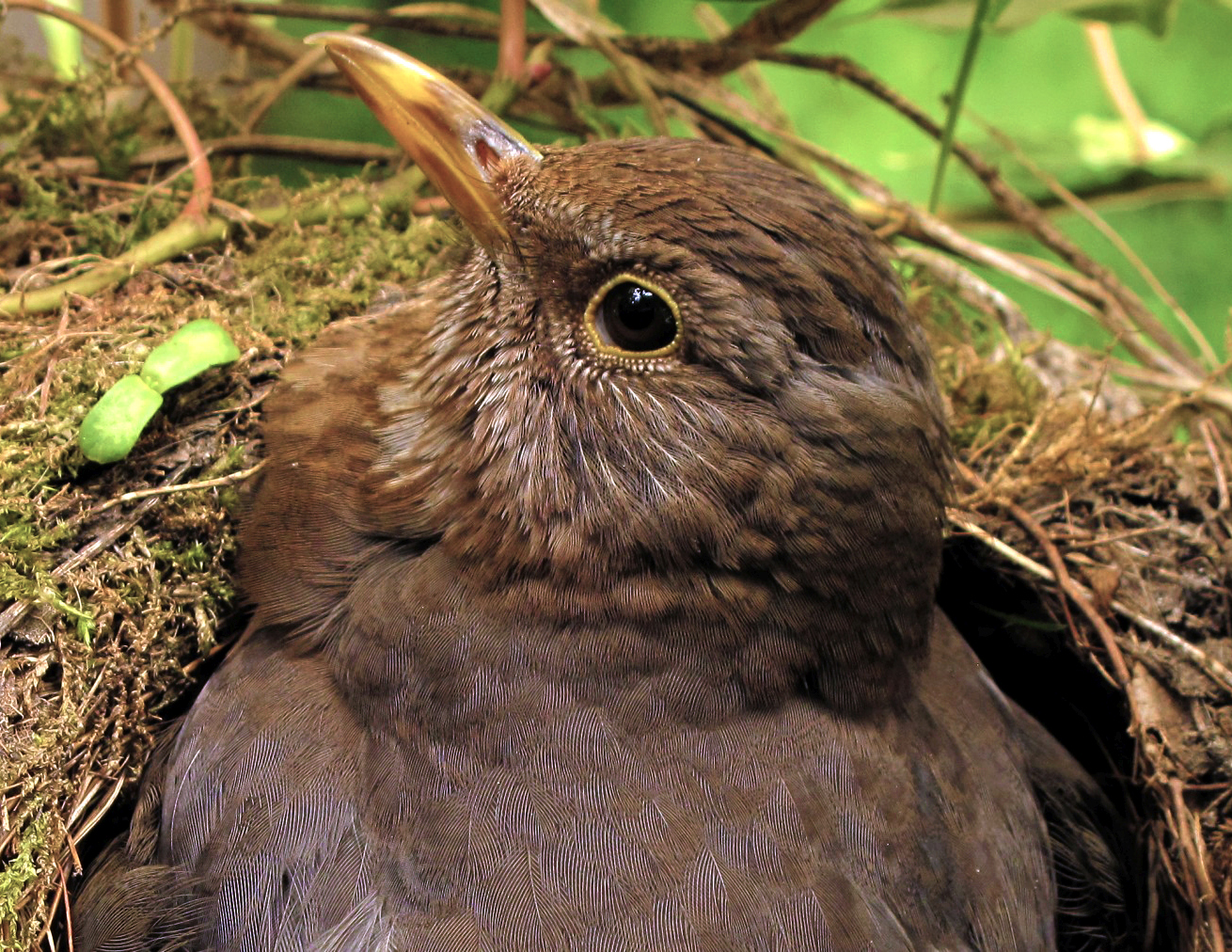 Breeding-female-blackbird-brütende-turdus-merula-Checkerblick-seitlich-Draufsicht-IMG_6385-Kilian-Tr