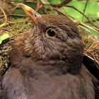 Breeding-female-blackbird-brütende-turdus-merula-Checkerblick-seitlich-Draufsicht-IMG_6385-Kilian-Tr