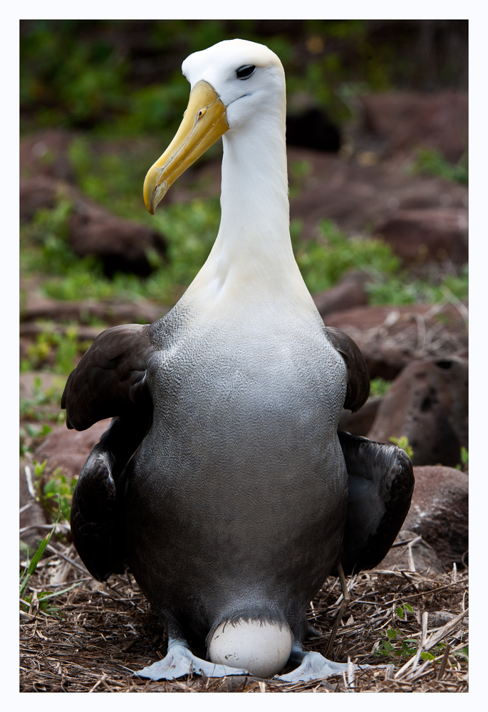[ Breeding Galápagos Albatros ]