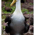 [ Breeding Galápagos Albatros ]