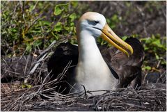 [ Breeding Galápagos Albatros ]