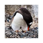 [ Breeding Gentoo ]