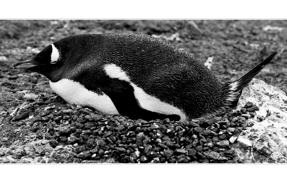 [ Breeding Gentoo Penguin ]