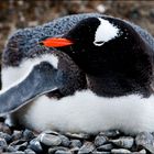 [ Breeding Gentoo Penguin ]