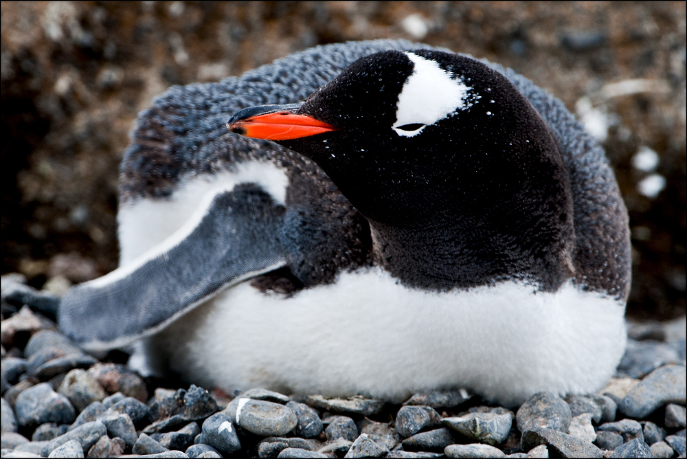 [ Breeding Gentoo Penguin ]