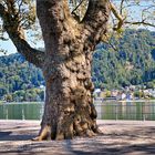 Bregenz- Alter Baum