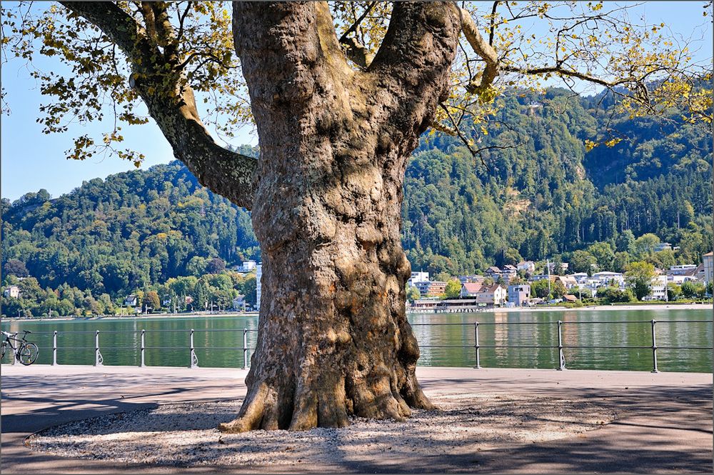 Bregenz- Alter Baum