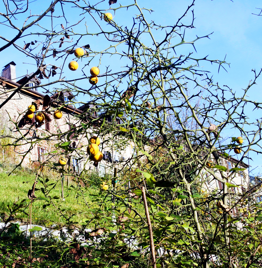 Bregenz Meissnerstiege 2