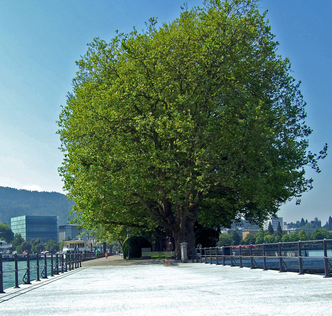 Bregenzer Hafen