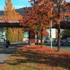 Bregenzer Herbst- S