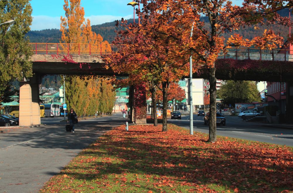 Bregenzer Herbst- S