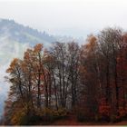 Bregenzer Wald