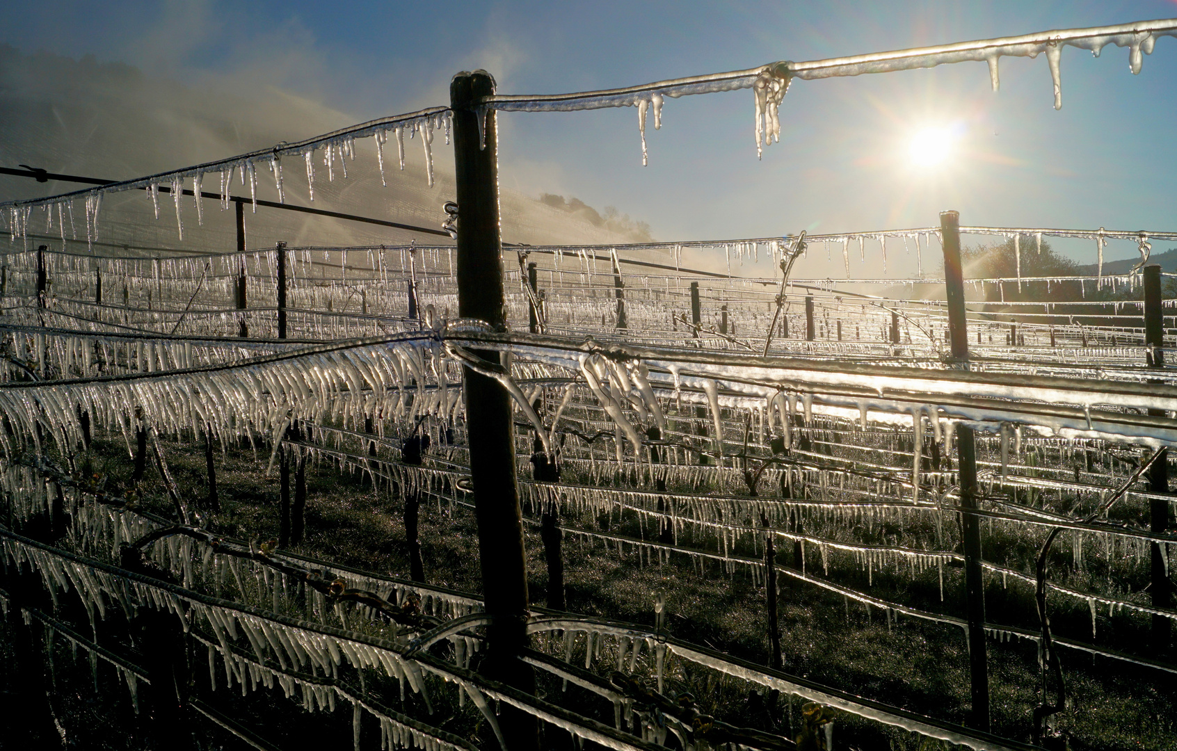 Bregnung gegen Frostschäden im Weinberg.