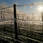 Bregnung gegen Frostschäden im Weinberg.