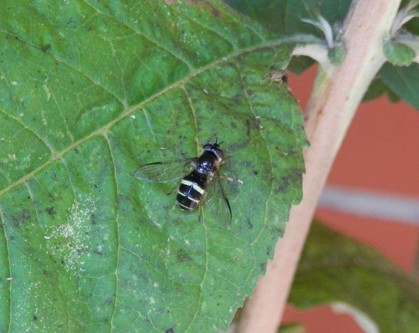 Breitband-Waldschwebfliege (Dasysyrphus tricinctus)